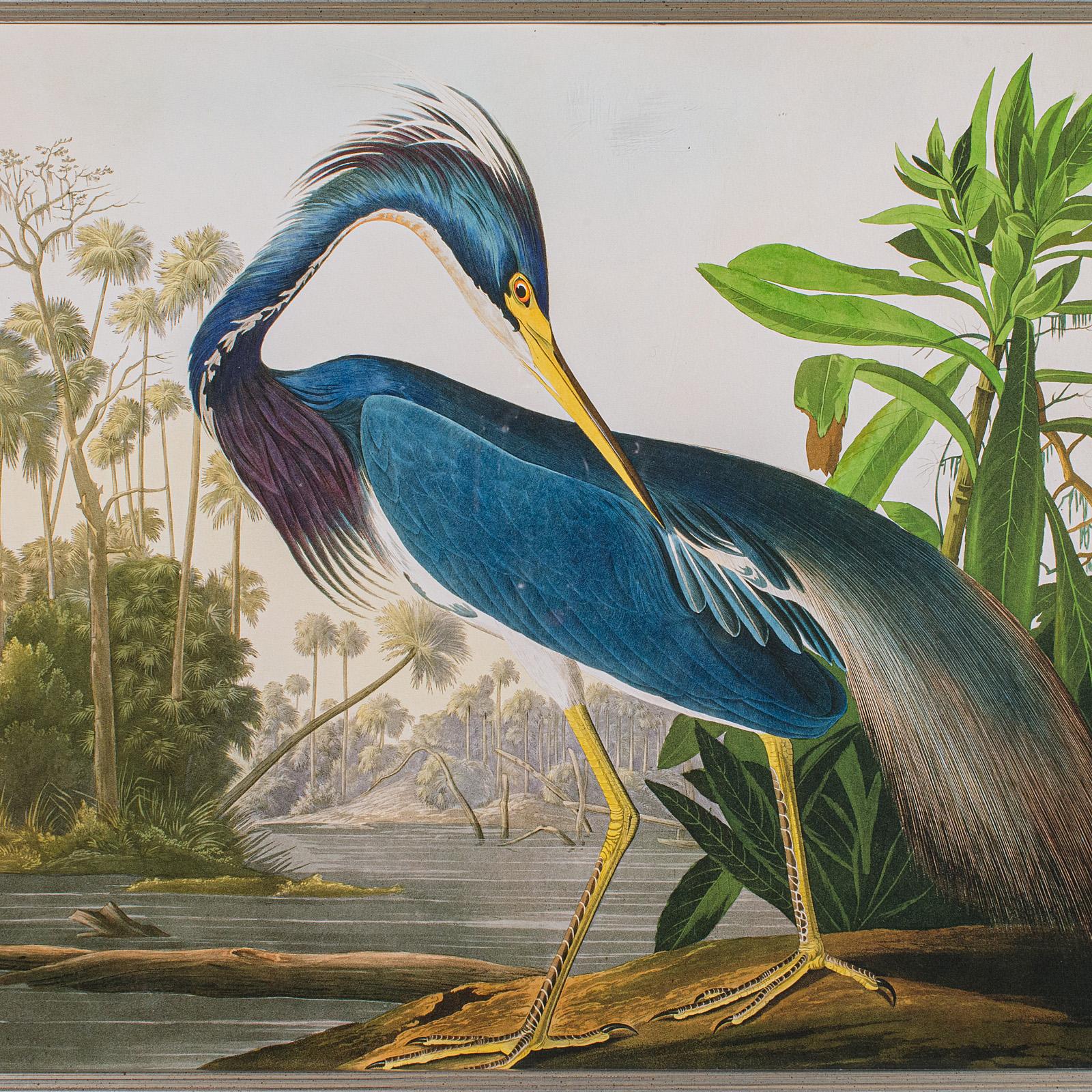 British Vintage Wading Bird Print, English, Framed Nature Study, Wildlife Art, Heron