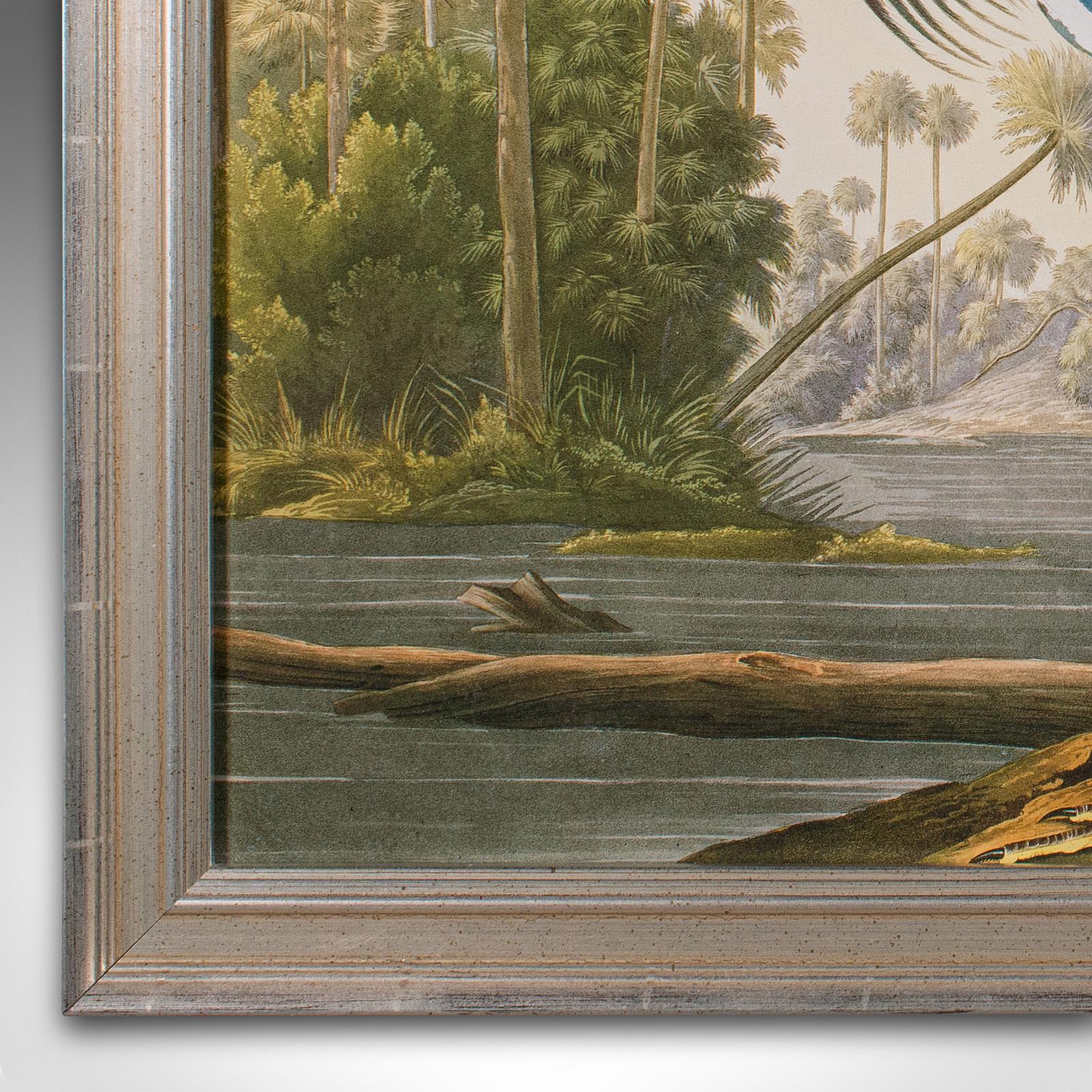 20th Century Vintage Wading Bird Print, English, Framed Nature Study, Wildlife Art, Heron