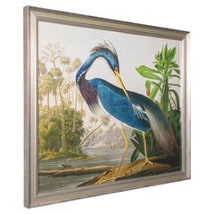 Vintage Wading Bird Print, English, Framed Nature Study, Wildlife Art, Heron