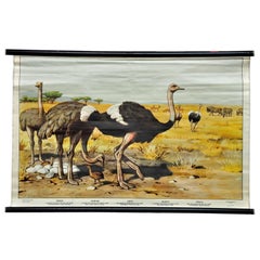 Vintage Wall Chart Kids Room Decoration Steppe Animals Ostrich Gazelle Gnus