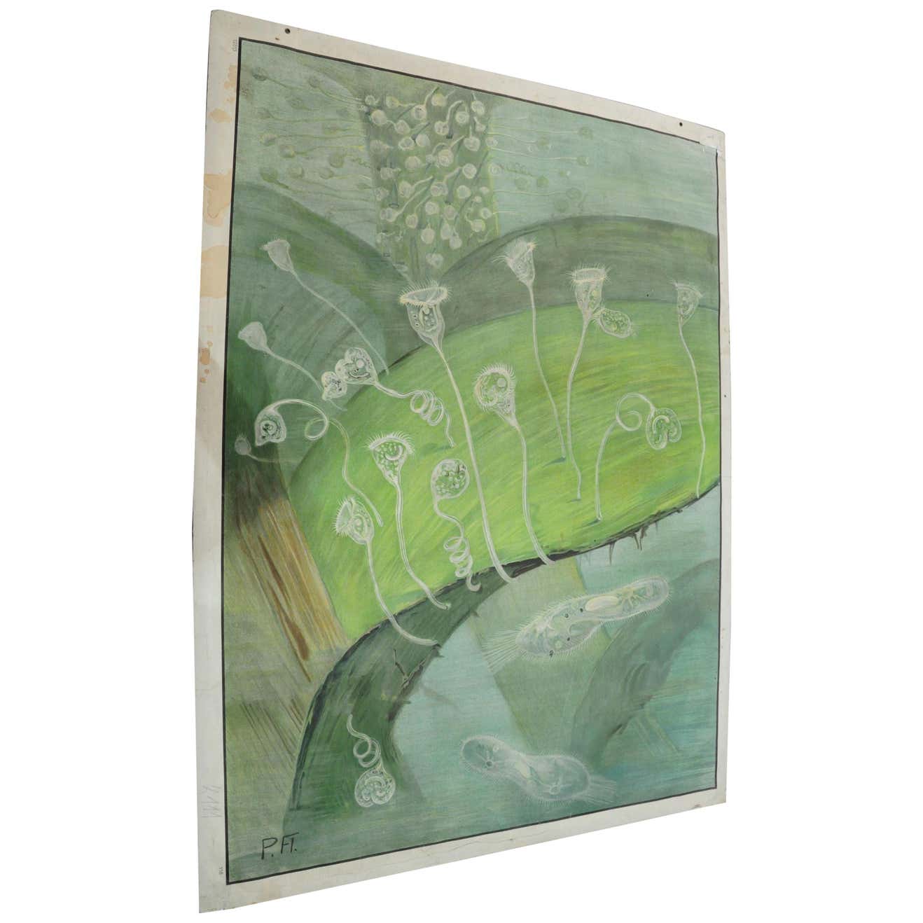 Vintage Wall Chart Microscopical View of Plants Science For Sale at 1stDibs