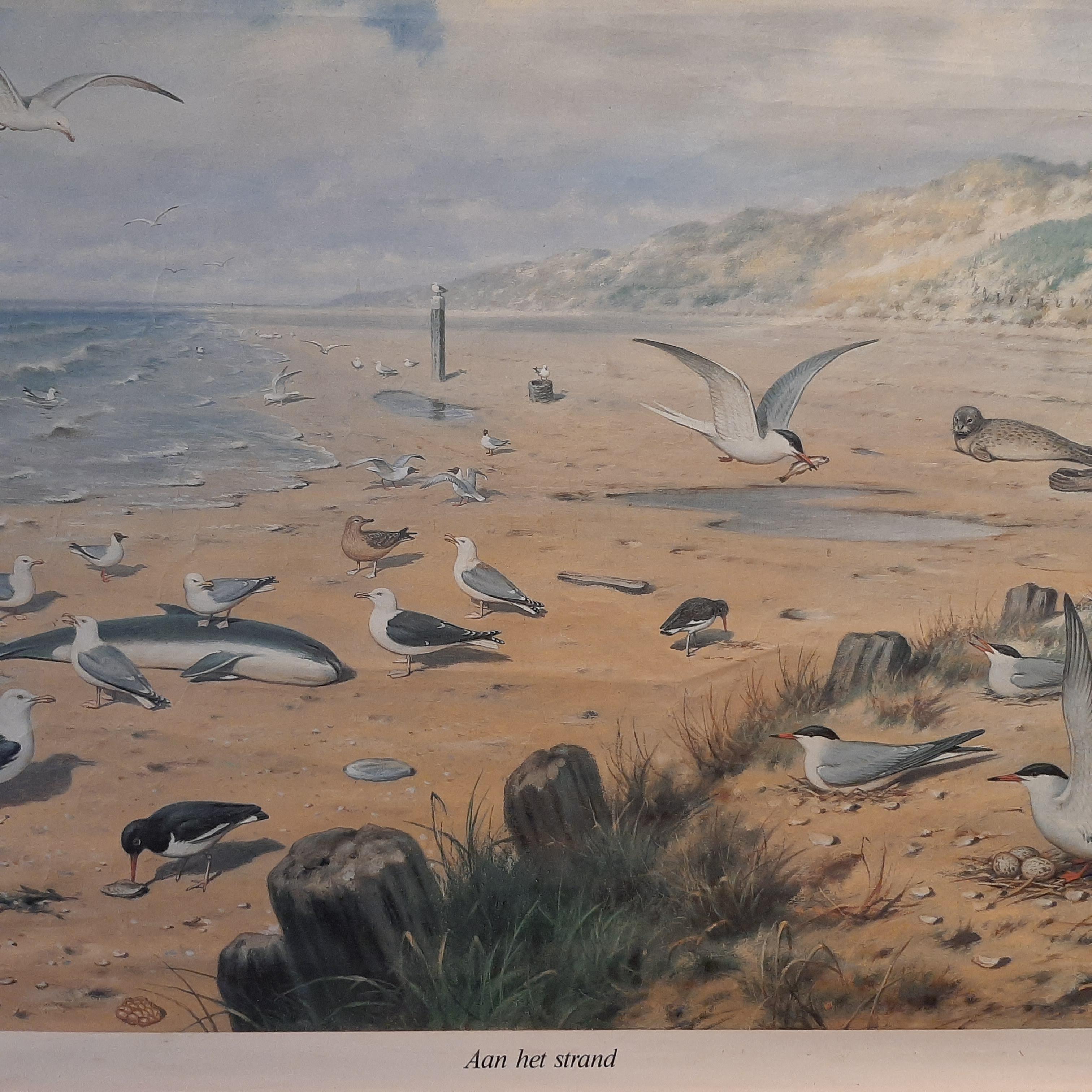Vintage wall chart titled 'Aan het Strand'. This wall chart shows a beach scene with many birds and other animals. Published, circa 1980.