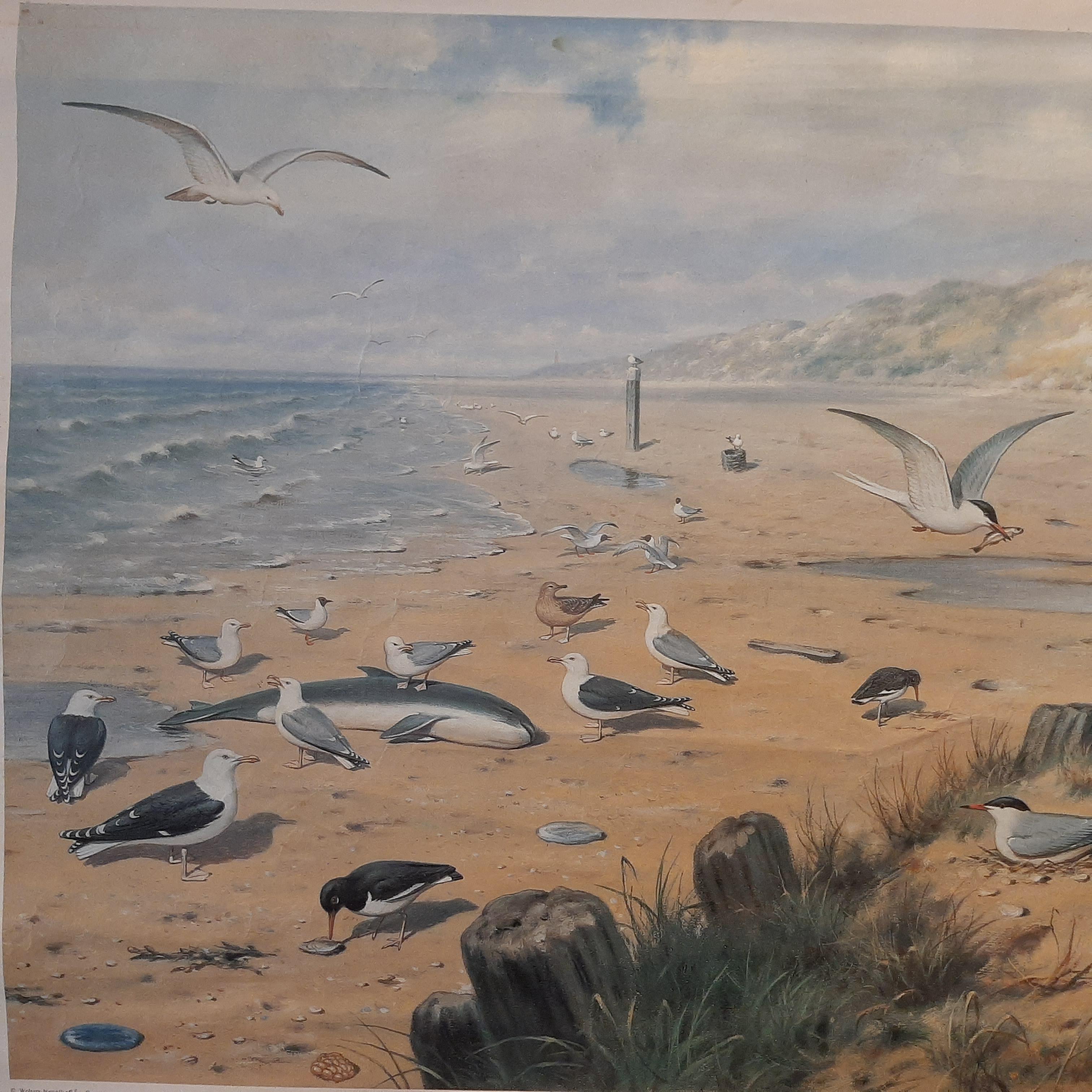 20th Century Vintage Wall Chart of a Beach Scene, circa 1980