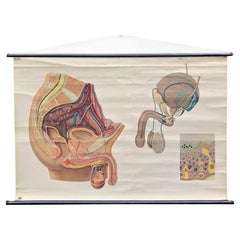 Vintage-Wandkarte oder Pull-Down-Karte der mnnlichen Anatomie, 1950er Jahre