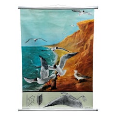 Retro Wall Chart Picture Poster Birds Black-Headed Gull Jung Koch Quentell