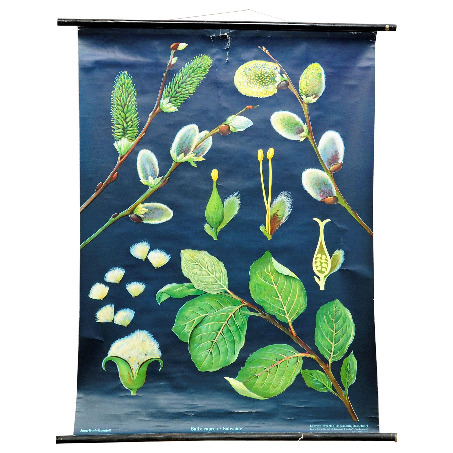Vintage Wall Chart Picture Poster Jung Koch Quentell Pussy Willow Salix Caprea For Sale
