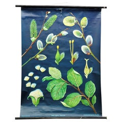 Vintage Wall Chart Picture Poster Jung Koch Quentell Pussy Willow Salix Caprea