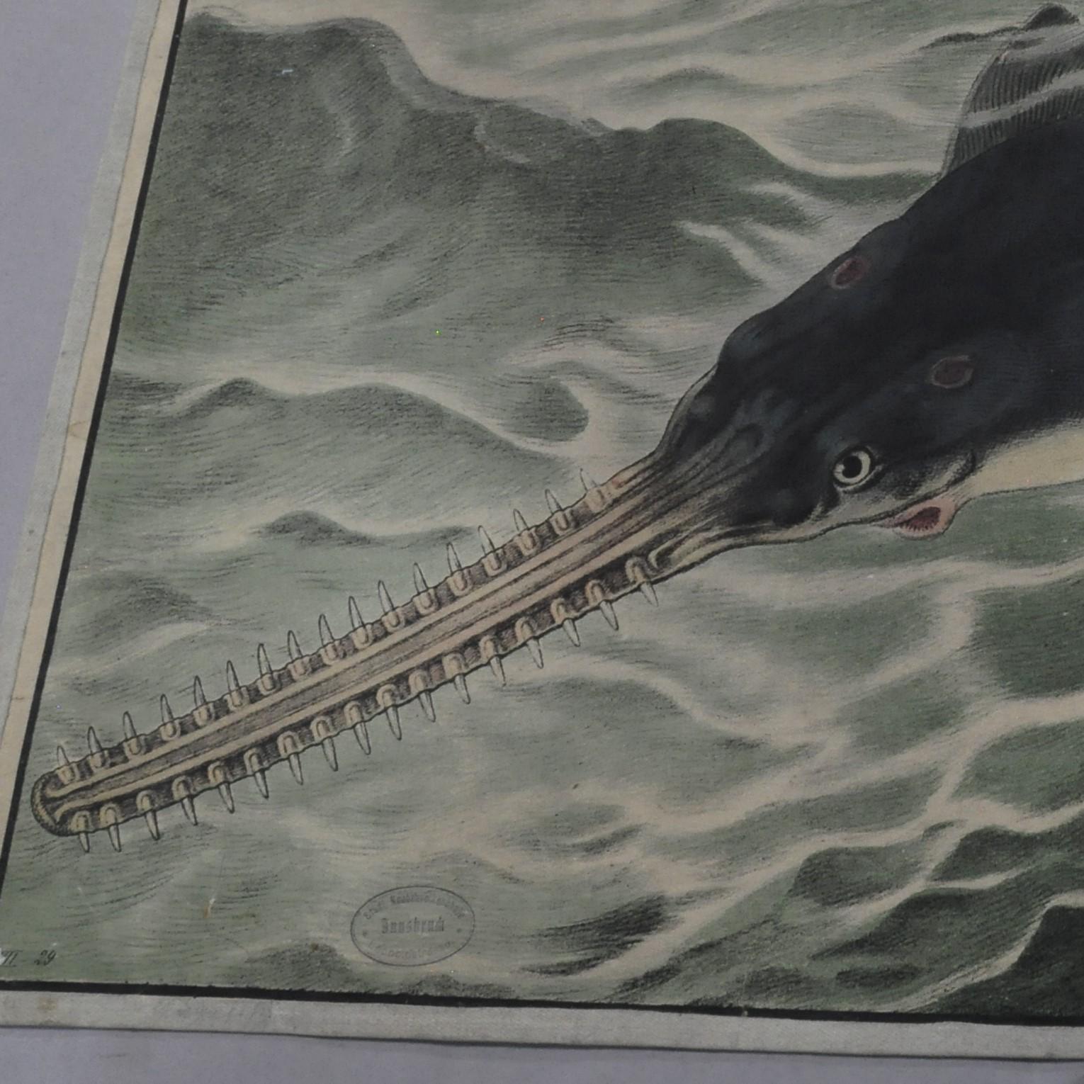 An old vintage-look wall chart showing the appearance of the sawfish. colorful print on fabric.
Measurements:
Width 91 cm (35.83 inch)
Height 63 cm (24.80 inch)

Background information on the history of school wall charts:
The idea to upgrade