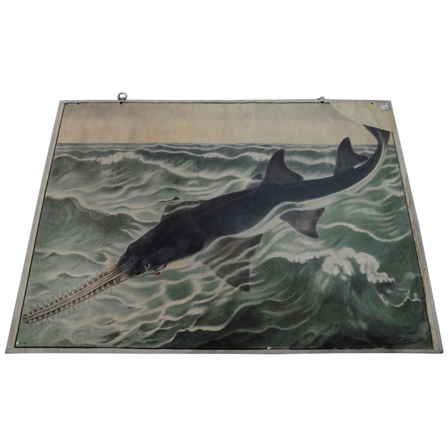Vintage Wall Chart Poster Print Sawfish Maritime Decor