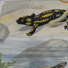 Vintage Wall Chart Print Salamander Newt Amphibians Tadpoles Underwater