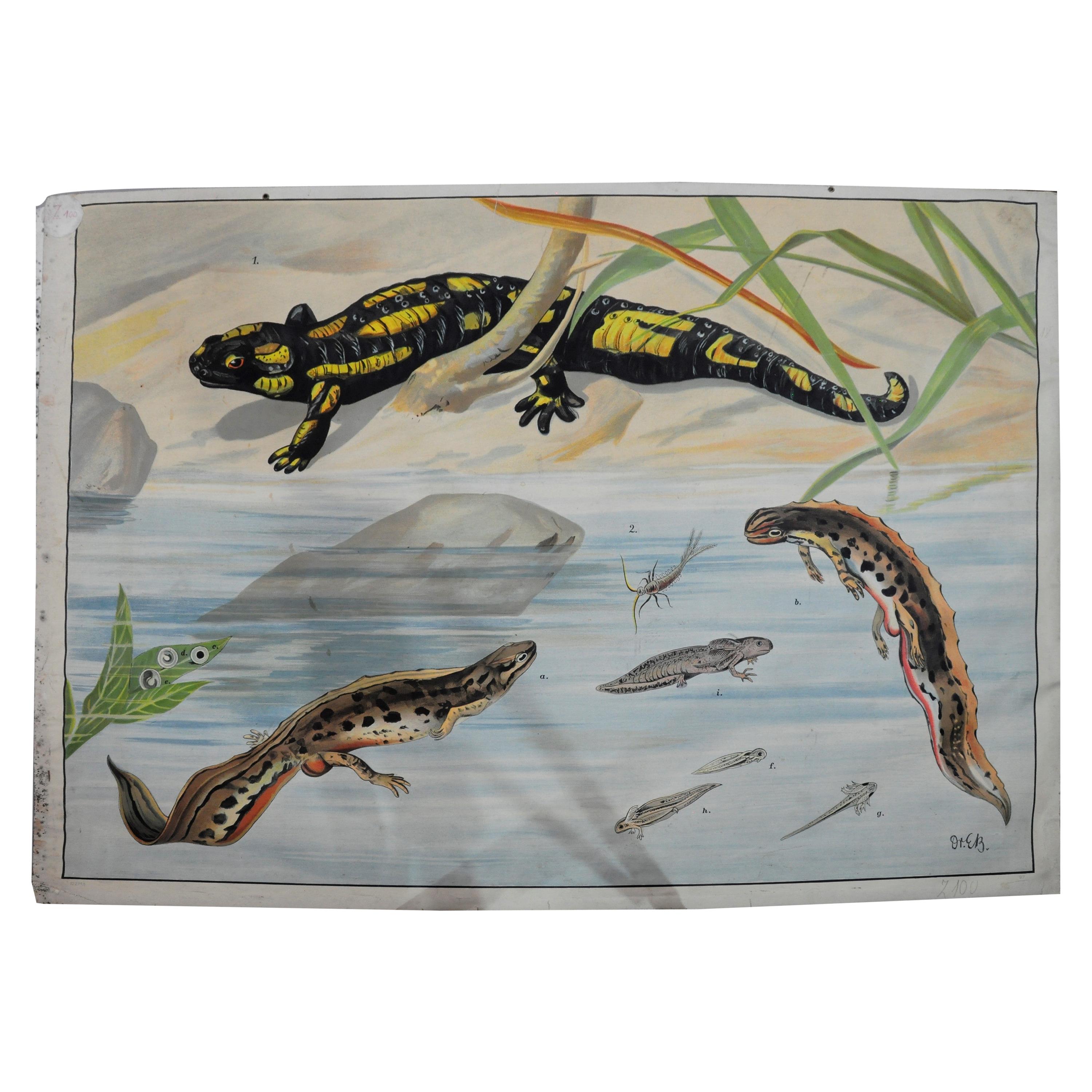 Vintage Wall Chart Print Salamander Newt Amphibians Tadpoles Underwater For Sale