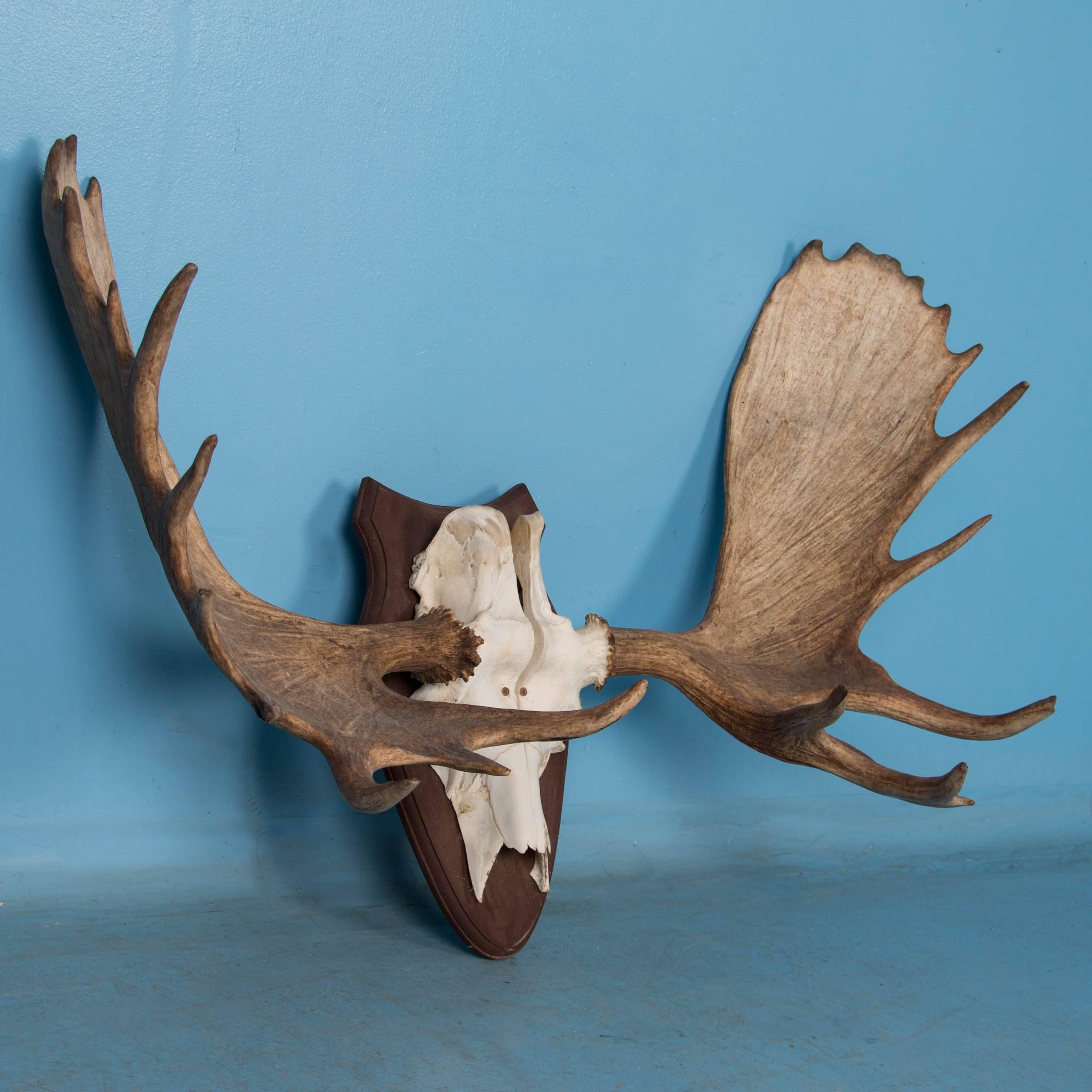 These impressive vintage moose antlers are mounted in an unusual way. The skull has been split and each half with antler attached, has been screwed to a hardwood plaque. A wonderful decorative item, the rack is ready to be hung and enjoyed. Please