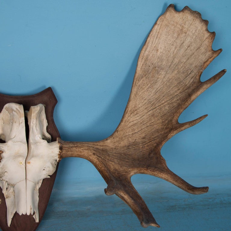 Vintage Wall Mount Moose Antlers at 1stdibs