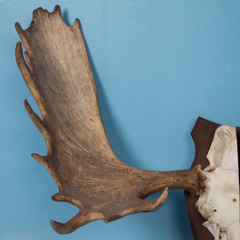 Vintage Wall Mount Moose Antlers at 1stDibs moose antler wall mount