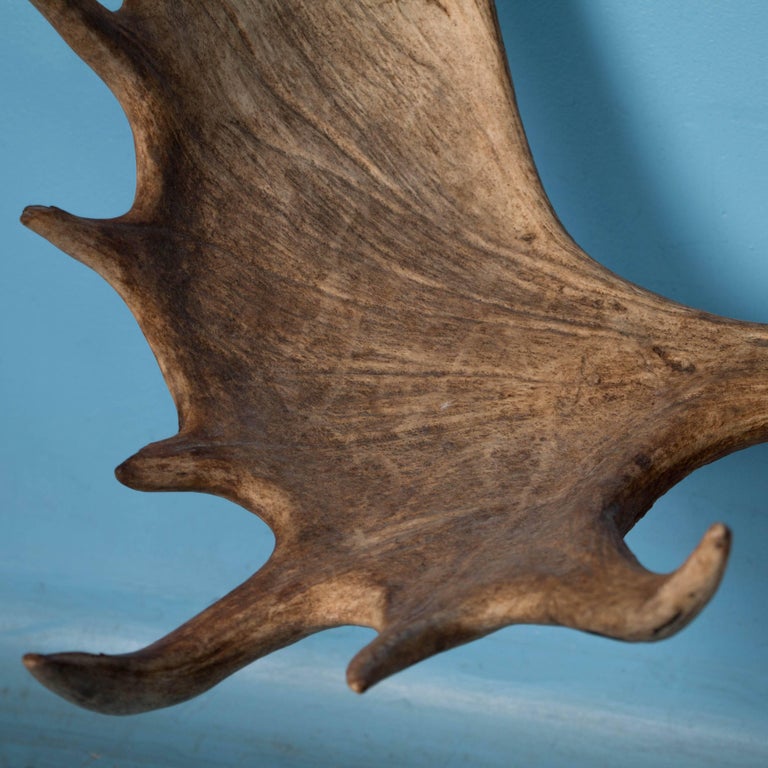 Vintage Wall Mount Moose Antlers at 1stDibs
