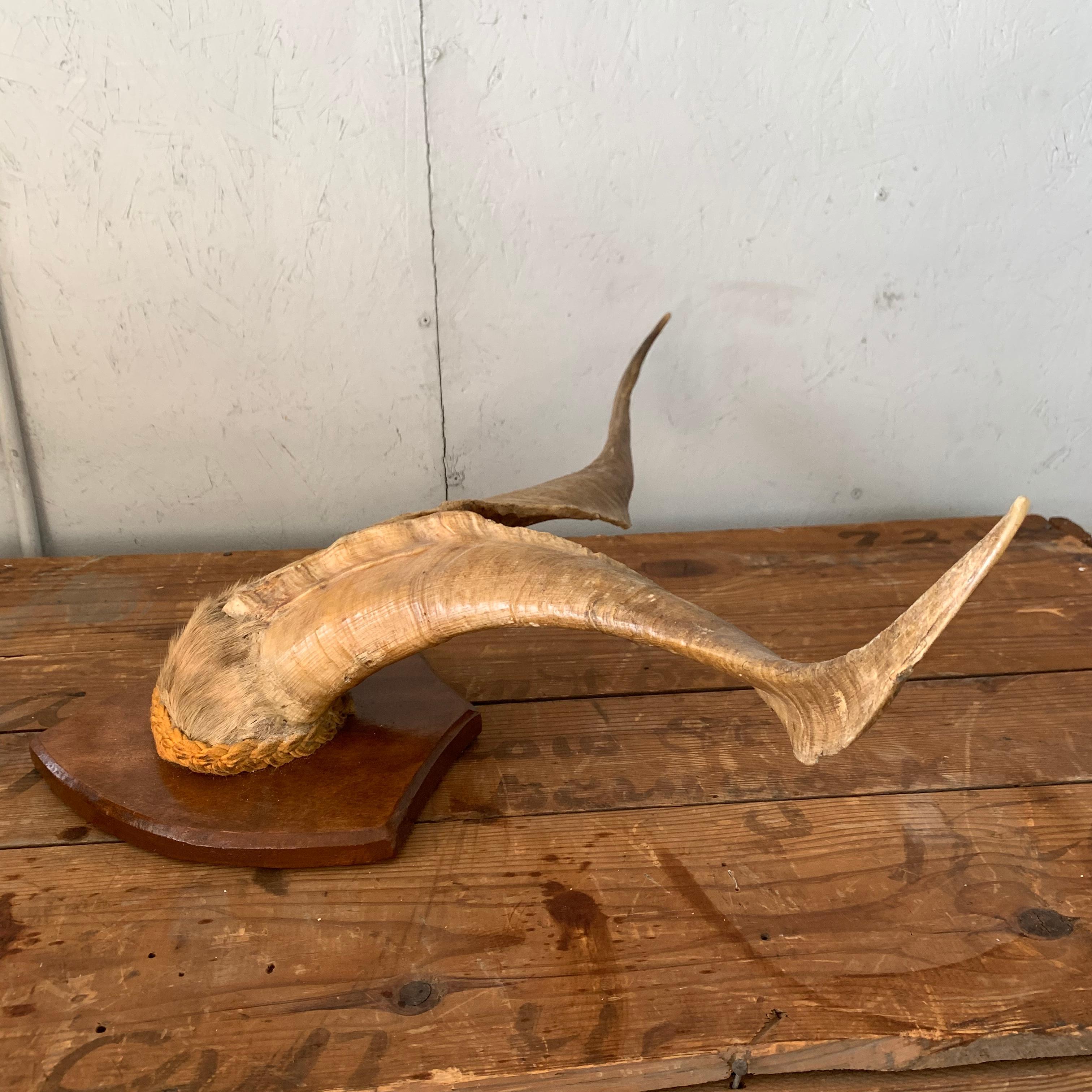 Vintage Wall-Mounted Antler Trophy on Shield Shaped Plaque 6