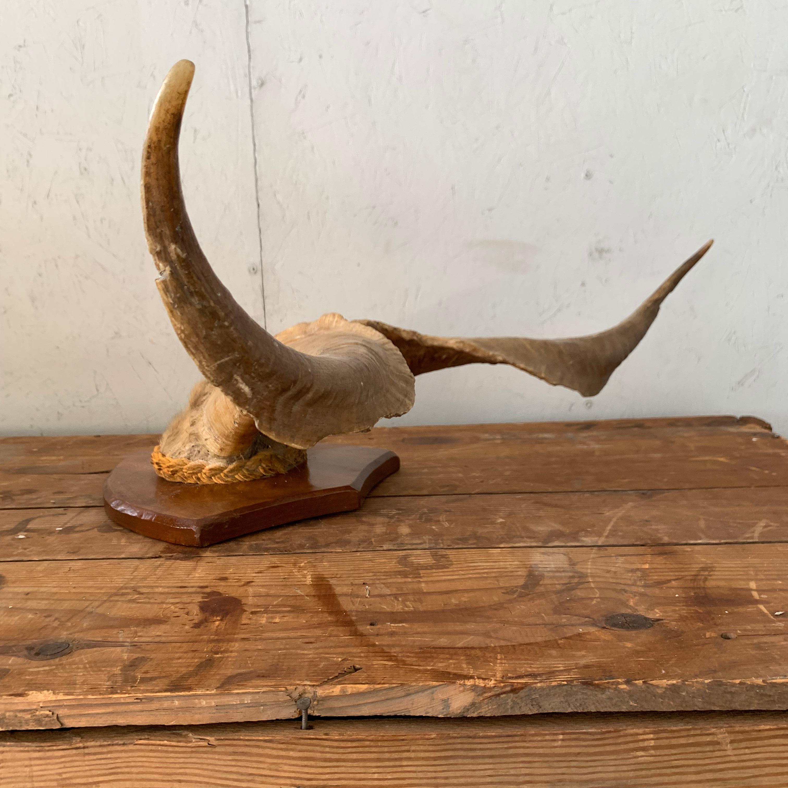 Vintage Wall-Mounted Antler Trophy on Shield Shaped Plaque 7