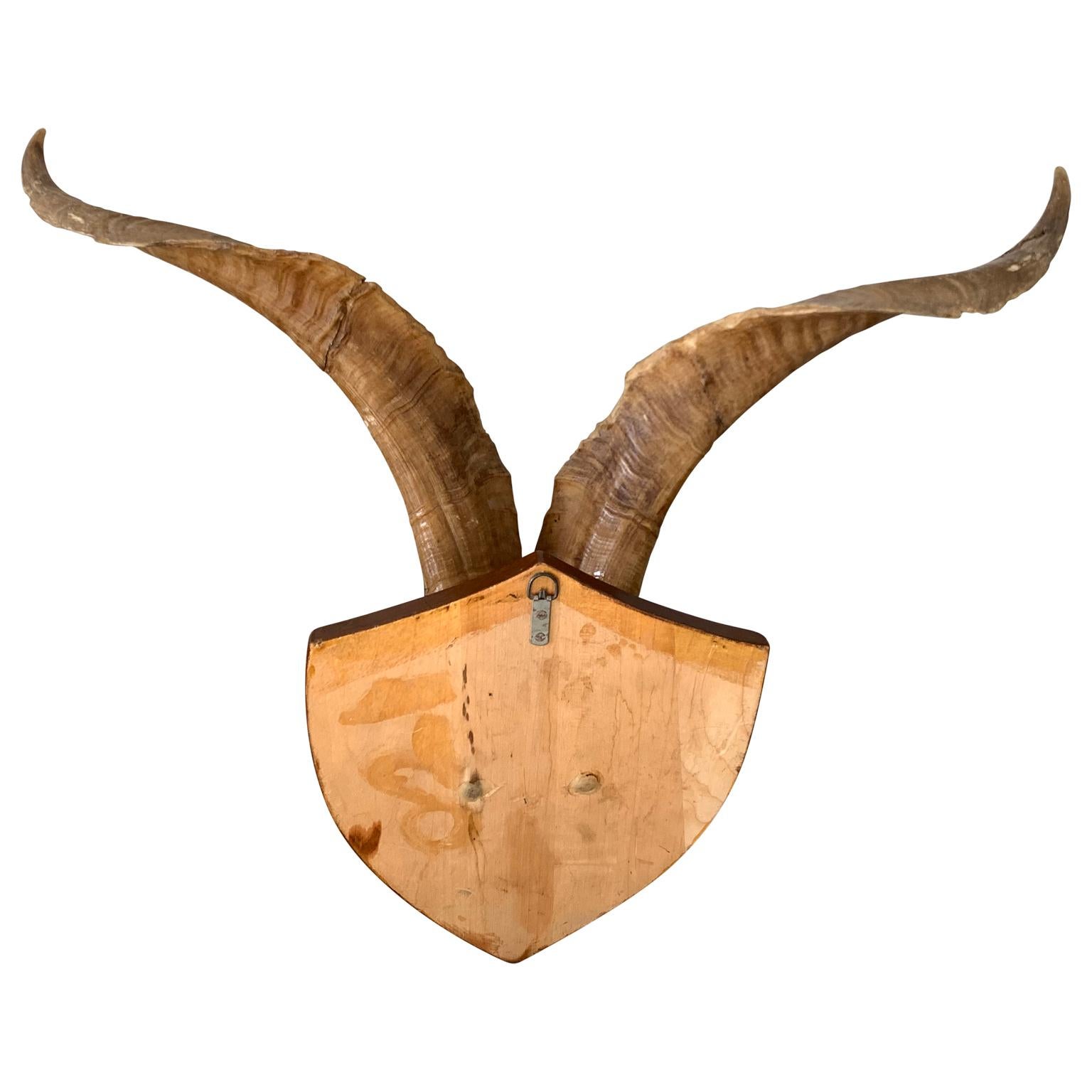 Vintage Wall-Mounted Antler Trophy on Shield Shaped Plaque (Afrikanisch)