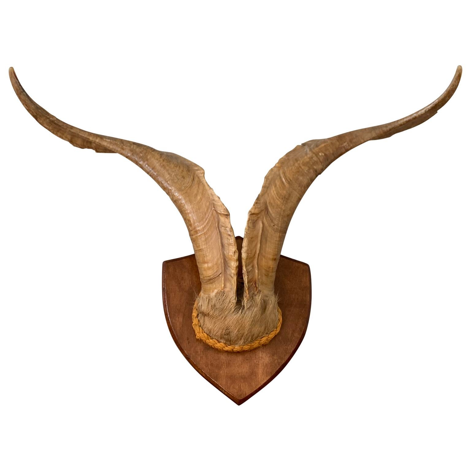 Vintage Wall-Mounted Antler Trophy on Shield Shaped Plaque In Good Condition In Haddonfield, NJ