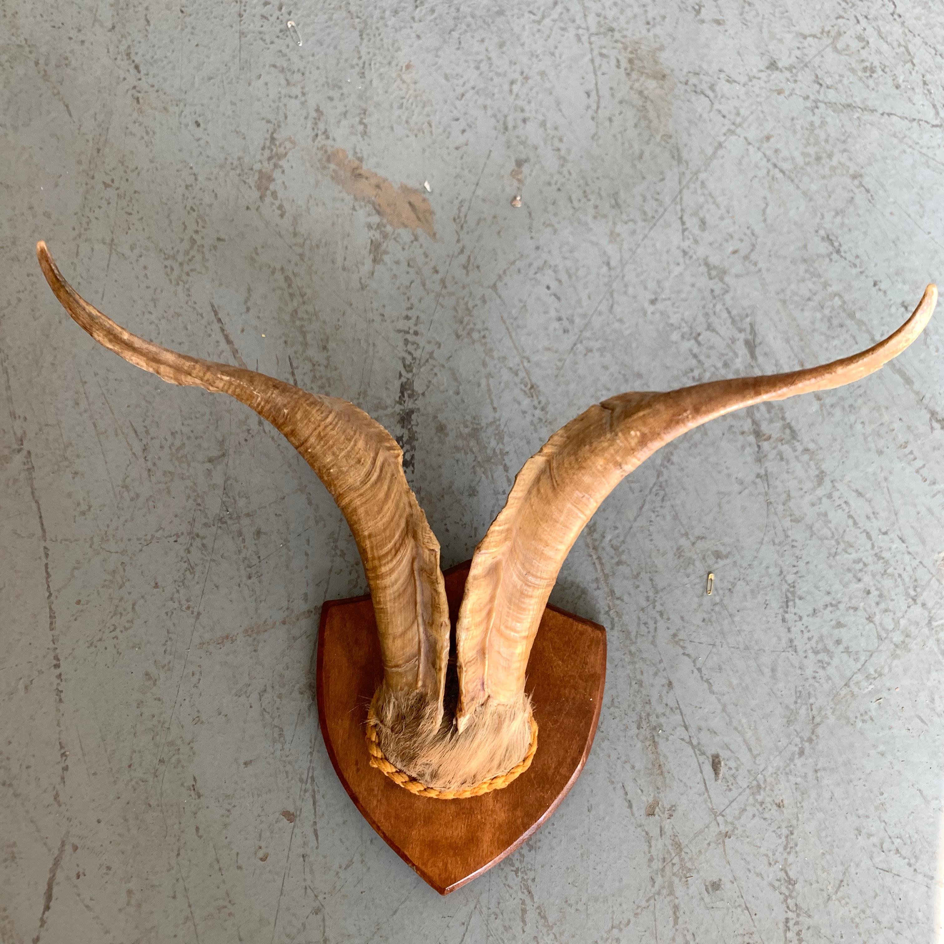 Vintage Wall-Mounted Antler Trophy on Shield Shaped Plaque 1