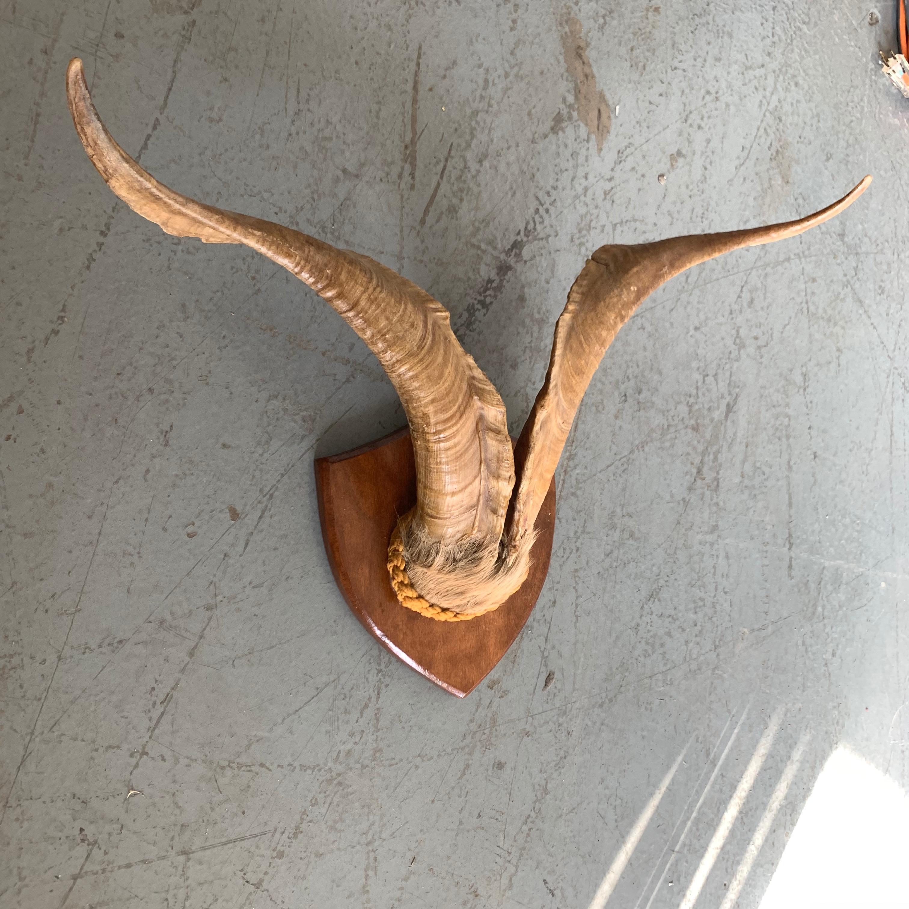 Vintage Wall-Mounted Antler Trophy on Shield Shaped Plaque 3