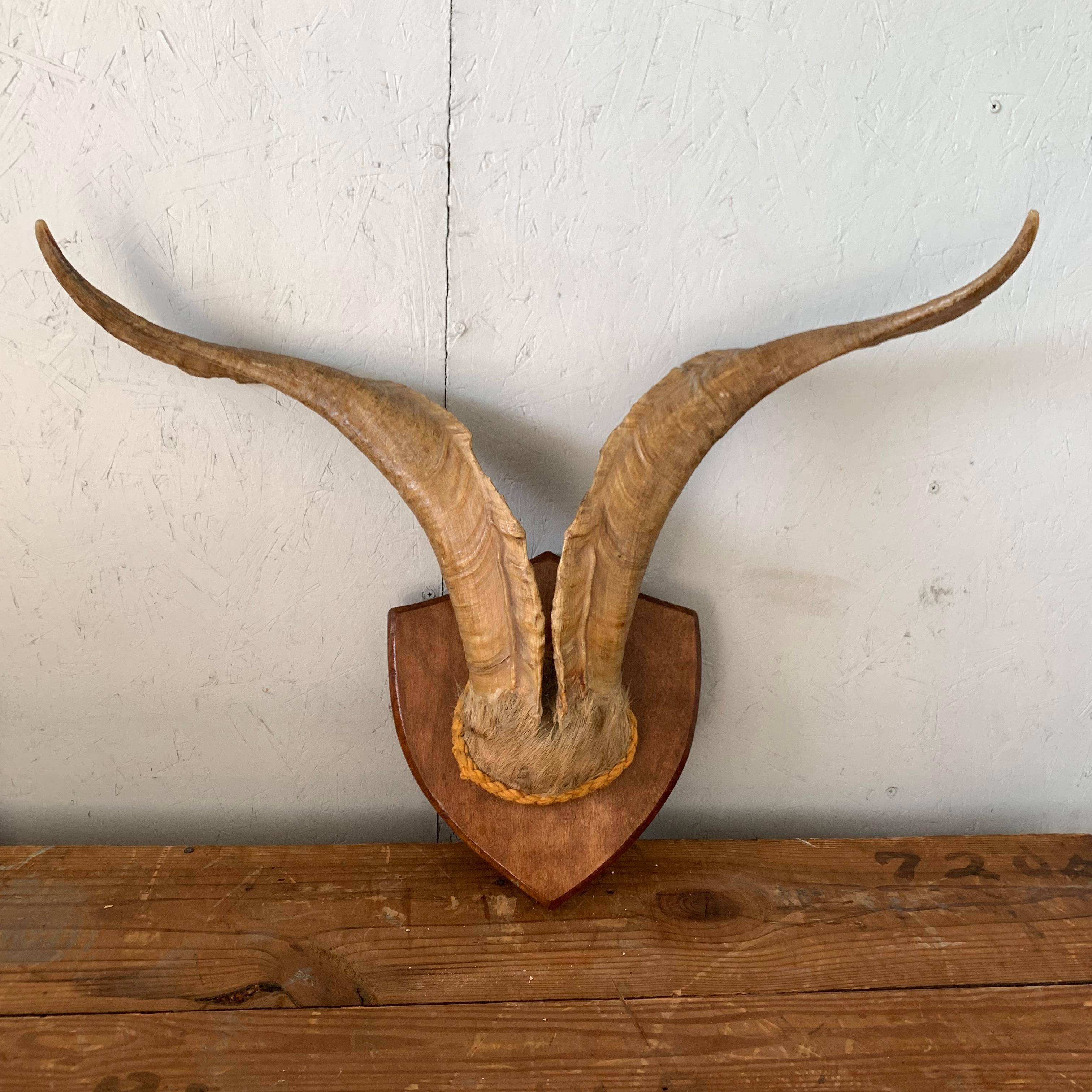 Vintage Wall-Mounted Antler Trophy on Shield Shaped Plaque 3