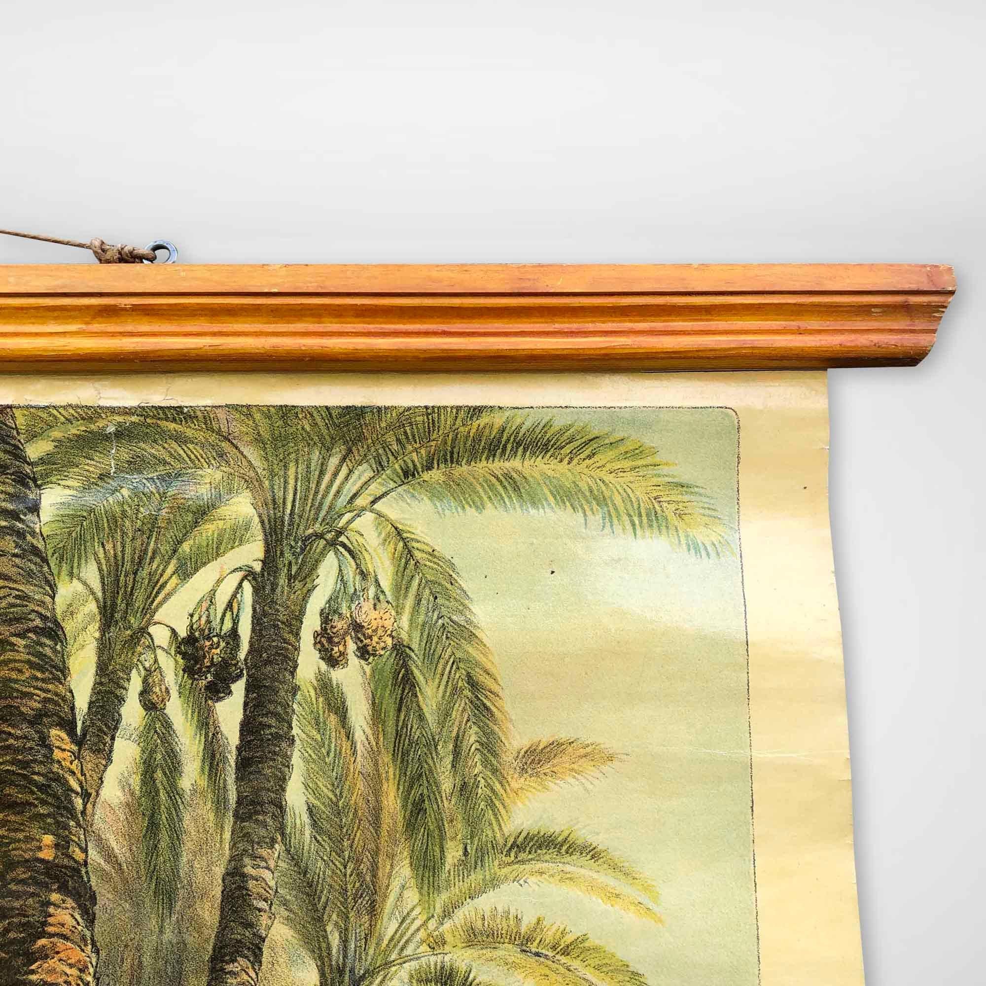 Mid-20th Century Vintage Wall Poster Date Palms, Tropics For Sale