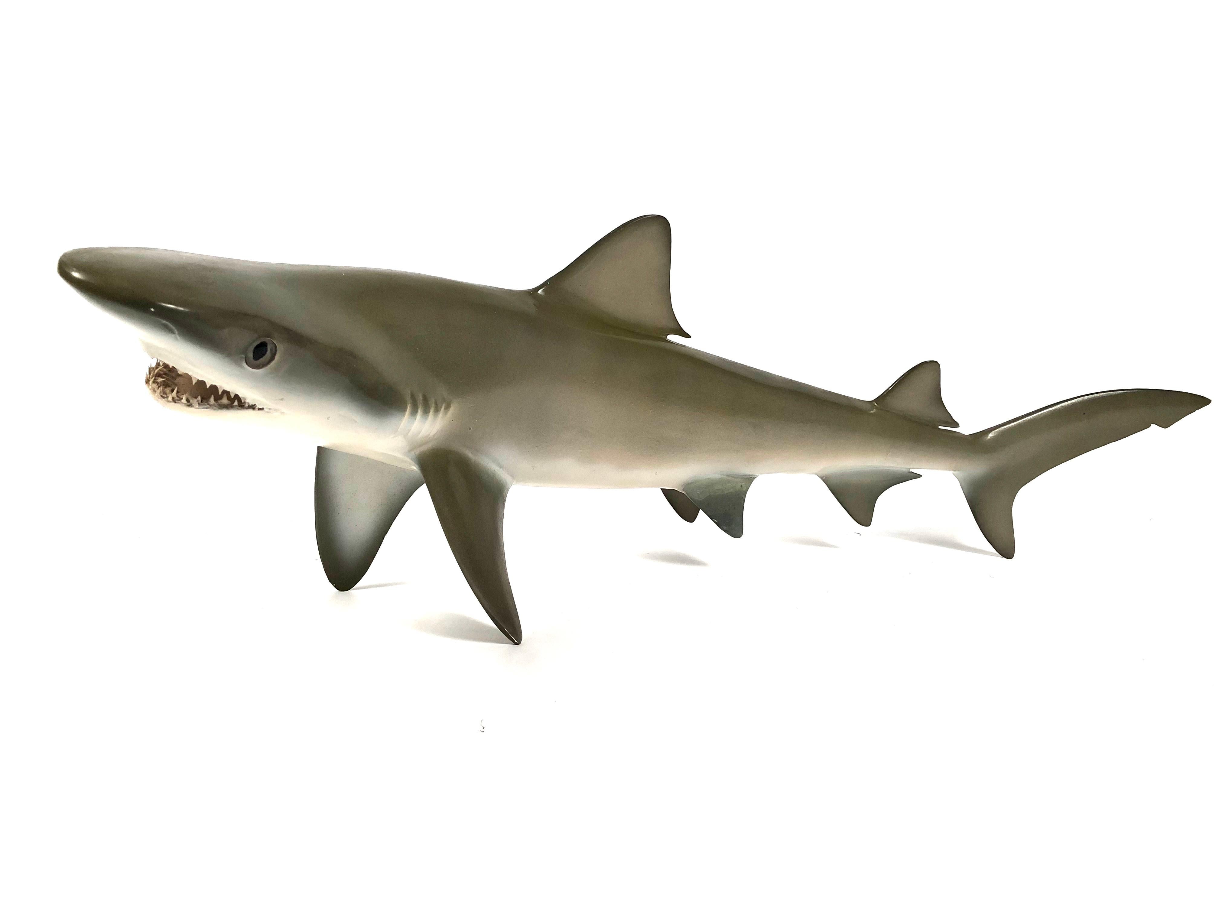 Vintage Wall Sculpture or Tabletop Model of a Sand Tiger Shark 2