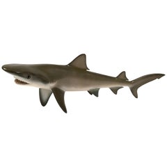 Vintage Wall Sculpture or Tabletop Model of a Sand Tiger Shark