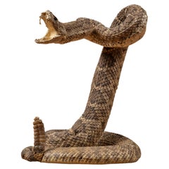 Vintage Western Diamondback Rattlesnake Taxidermy Display Mount