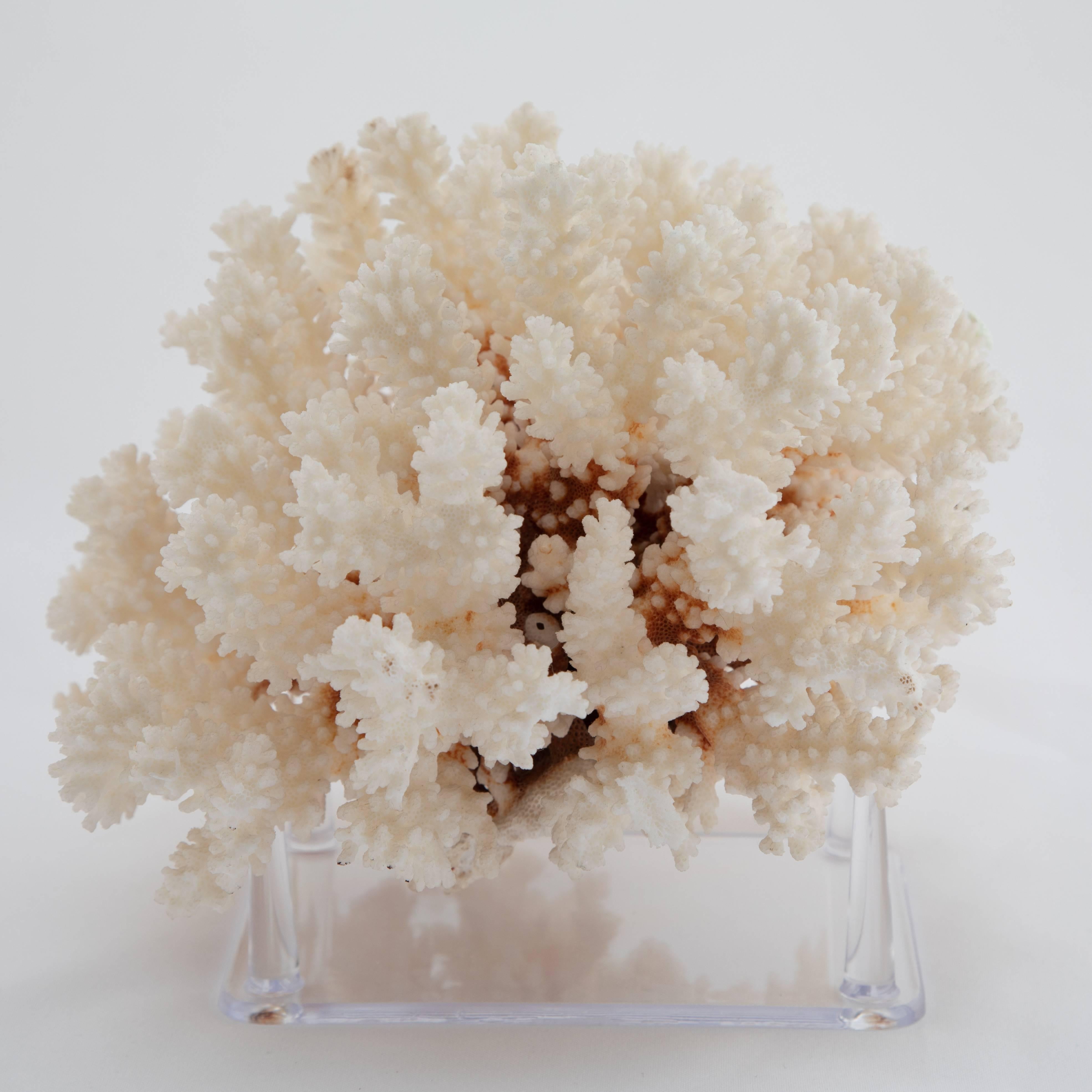 Nicely shaped piece of white coral with some rust and pink hues toward the base of the arms. The piece has a fullness and symmetry that set it apart from most examples. Rests on a new four-pronged acrylic base. 

This item can be seen at The Gallery