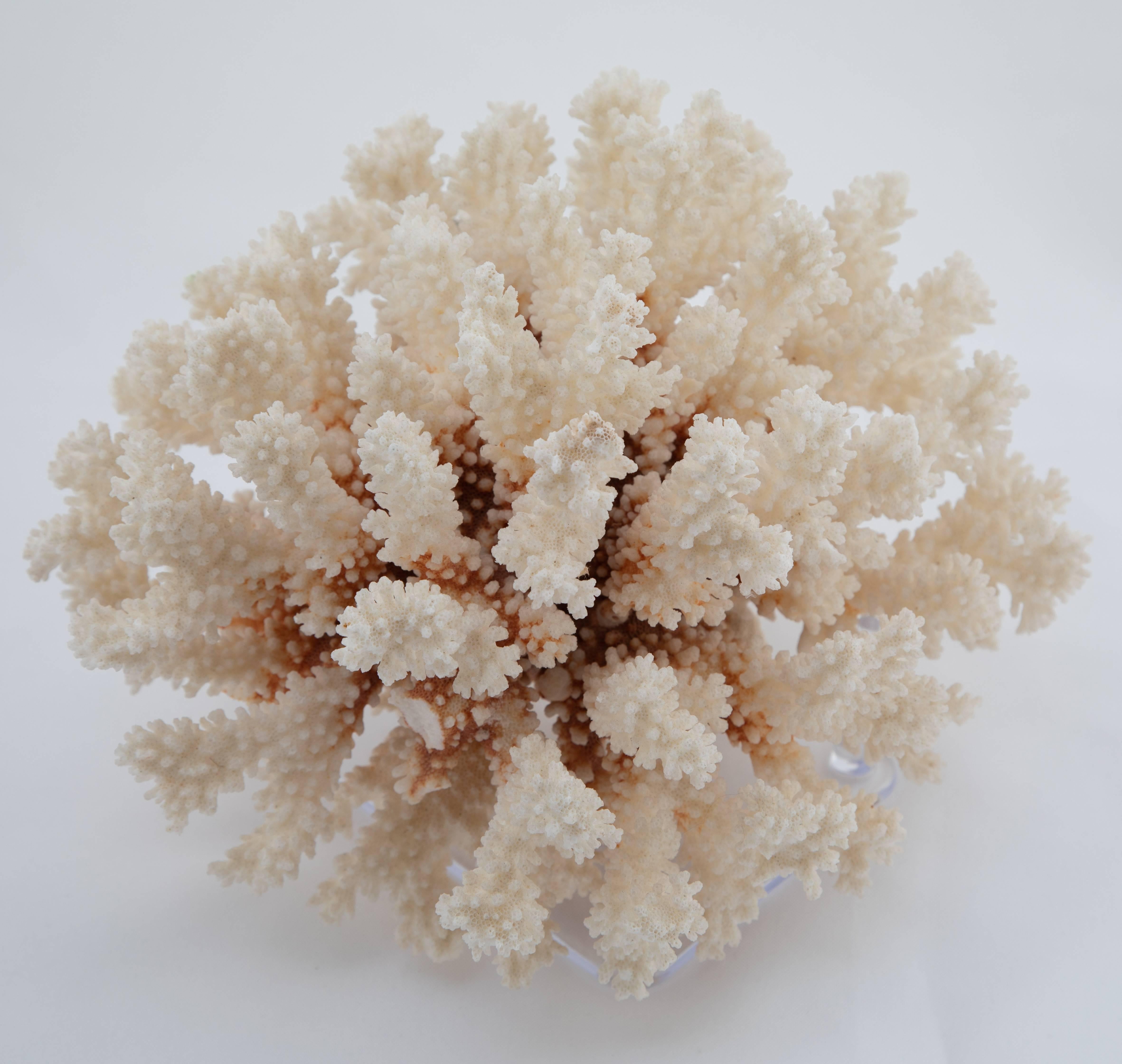Unknown Vintage White Coral on Acrylic Stand