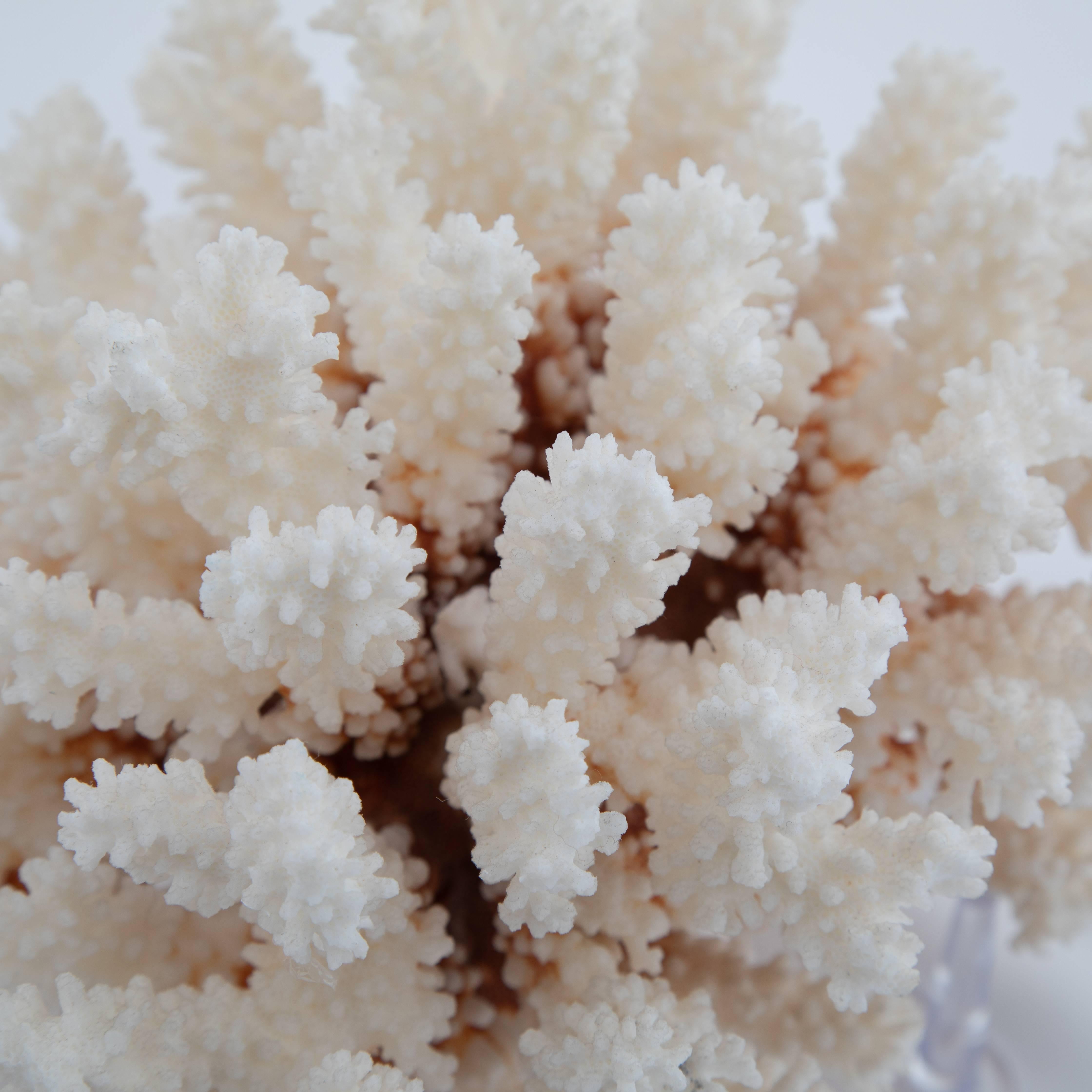 Vintage White Coral on Acrylic Stand 1