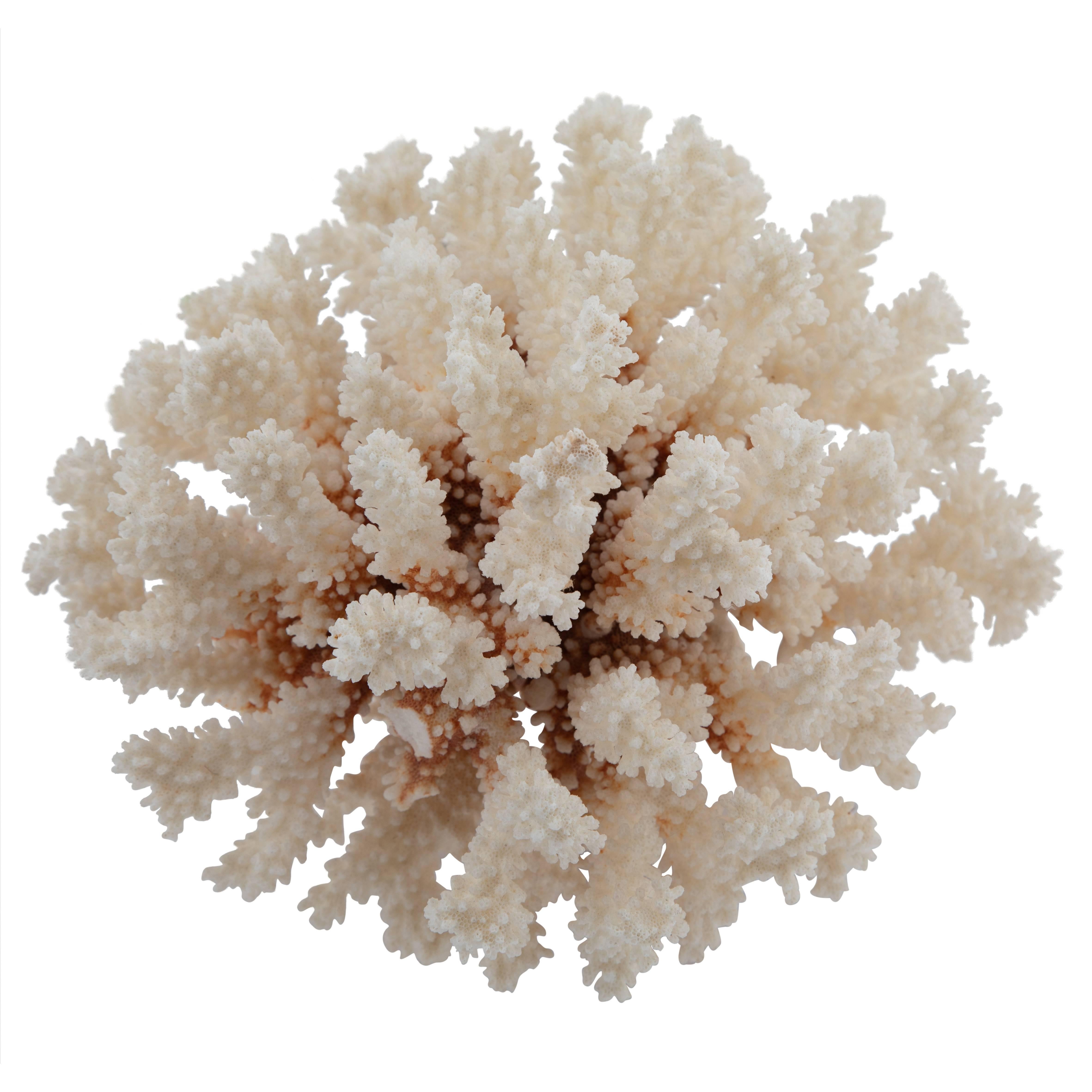 Vintage White Coral on Acrylic Stand