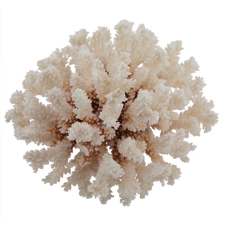 Vintage White Coral on Acrylic Stand at 1stdibs