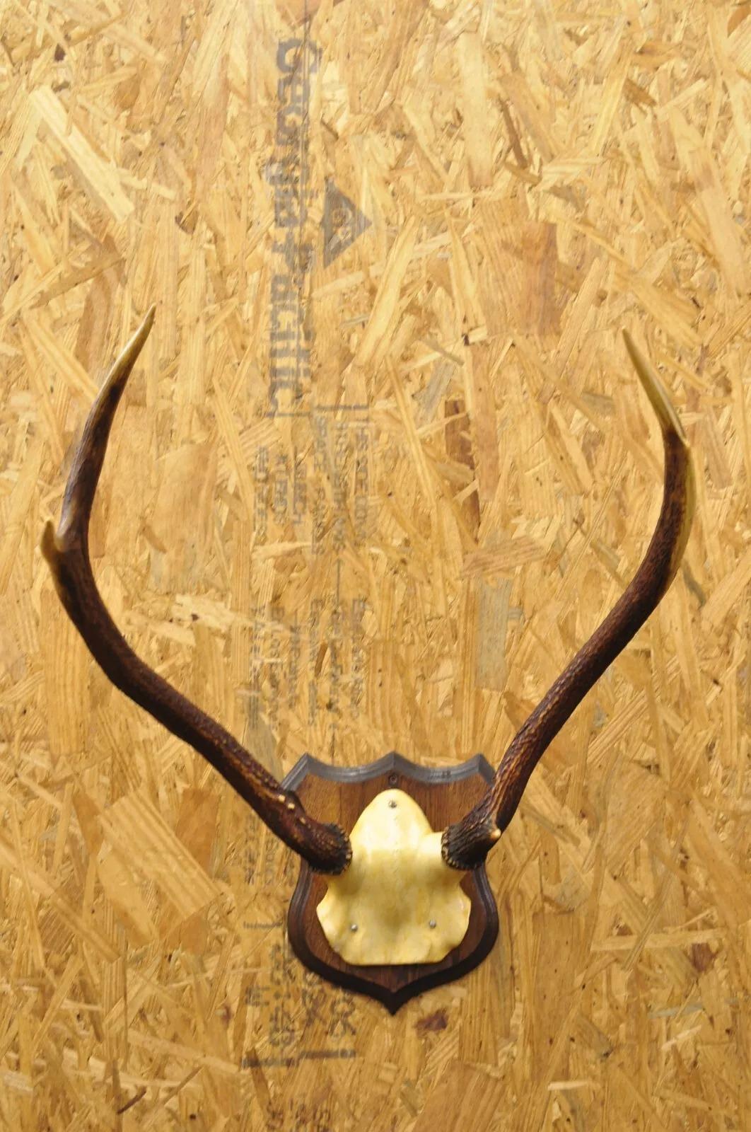 Vintage Whitetail Deer Faux Skull Mount Antlers Taxidermy Mancave Wall Decor 2