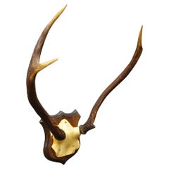 Vintage Whitetail Deer Faux Skull Mount Antlers Taxidermy Mancave Wall Decor