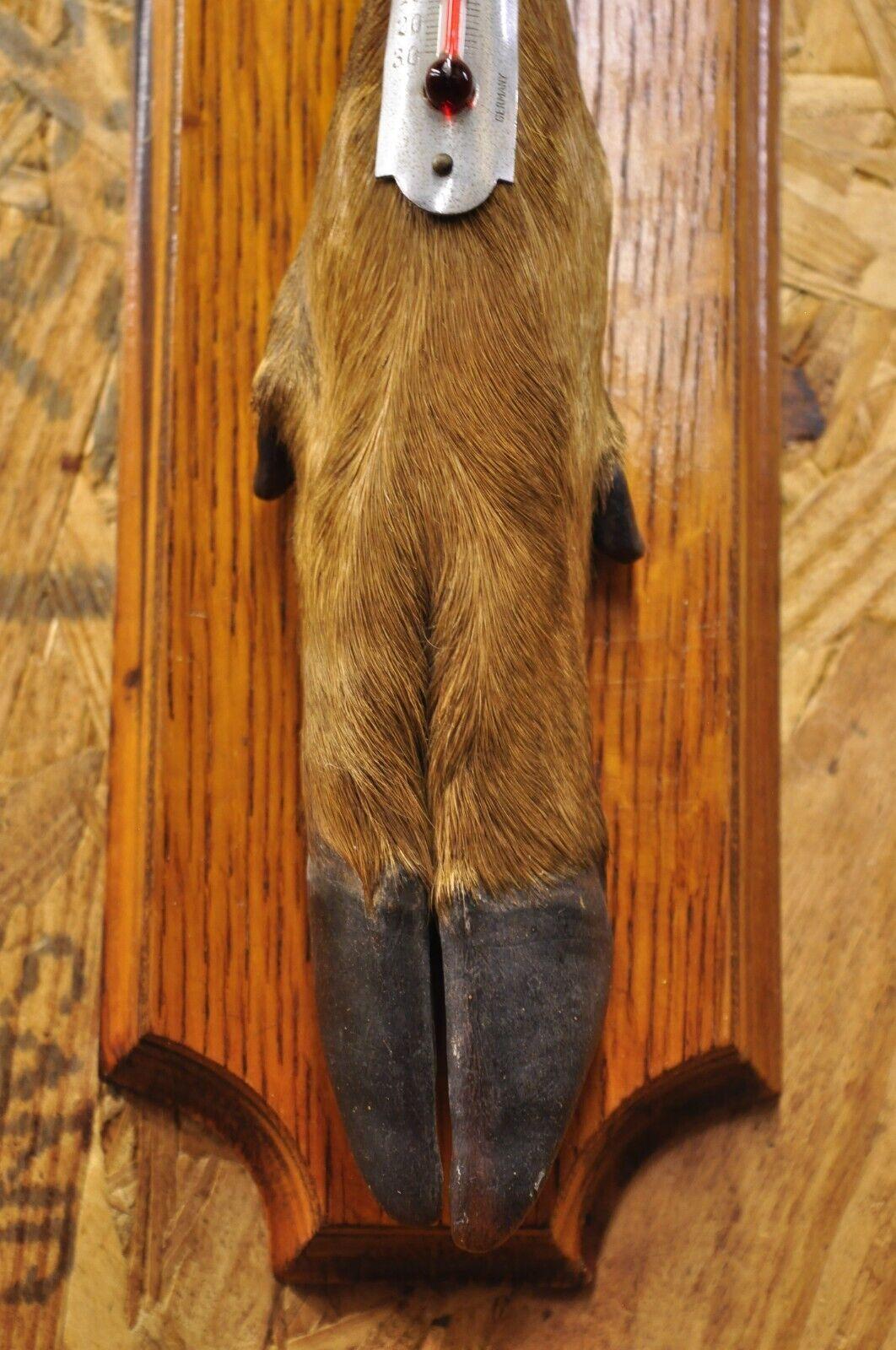 Unknown Vintage Whitetail Deer Hoof Foot Taxidermy Wall Thermometer on Oak Wood Plaque For Sale