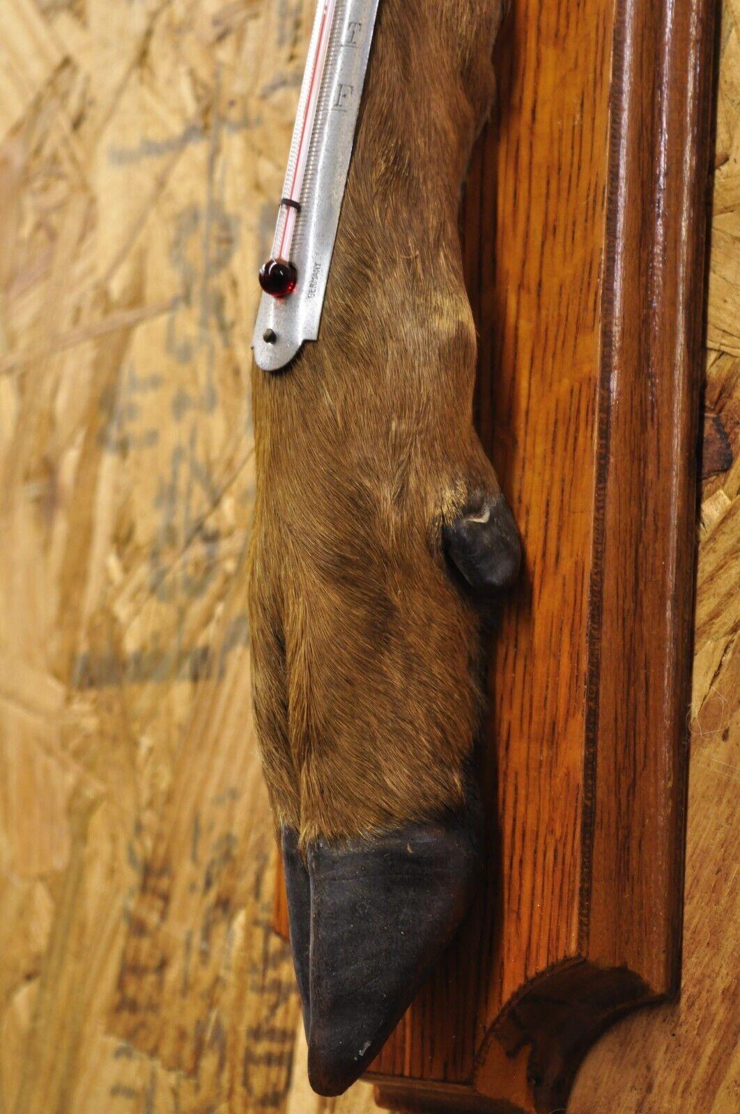 Fur Vintage Whitetail Deer Hoof Foot Taxidermy Wall Thermometer on Oak Wood Plaque For Sale