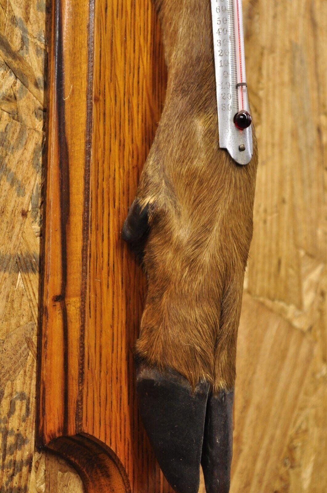 Vintage Whitetail Deer Hoof Foot Taxidermy Wall Thermometer on Oak Wood Plaque For Sale 1