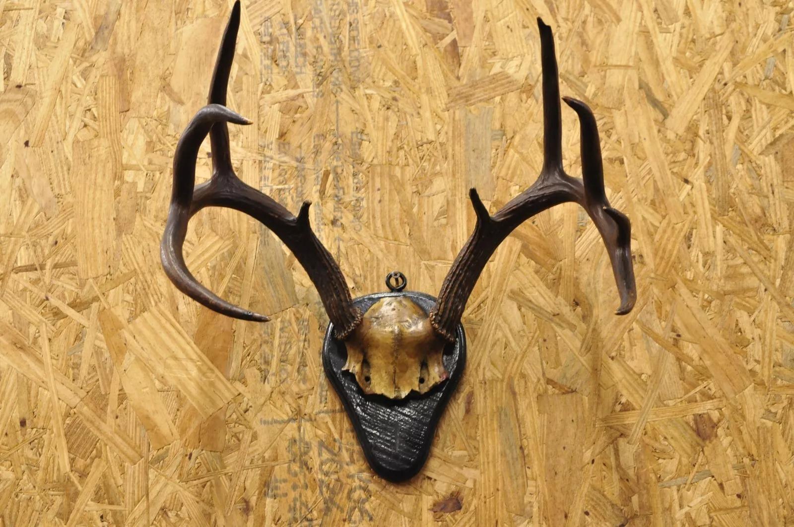 Unknown Vintage Whitetail Deer Skull Trophy Wall Mount Antlers Taxidermy Mancave Decor