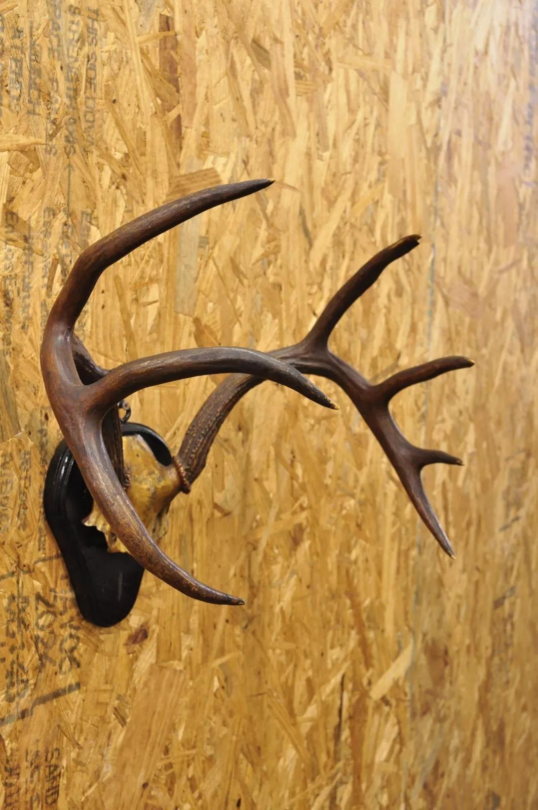 Vintage Whitetail Deer Skull Trophy Wall Mount Antlers Taxidermy Mancave Decor In Good Condition In Philadelphia, PA