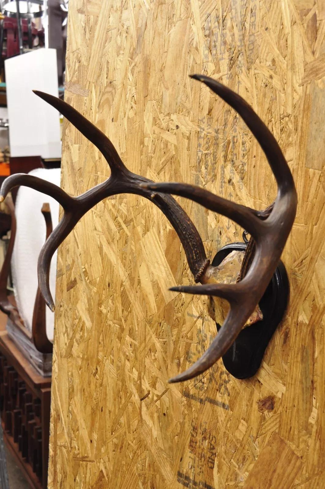 20th Century Vintage Whitetail Deer Skull Trophy Wall Mount Antlers Taxidermy Mancave Decor
