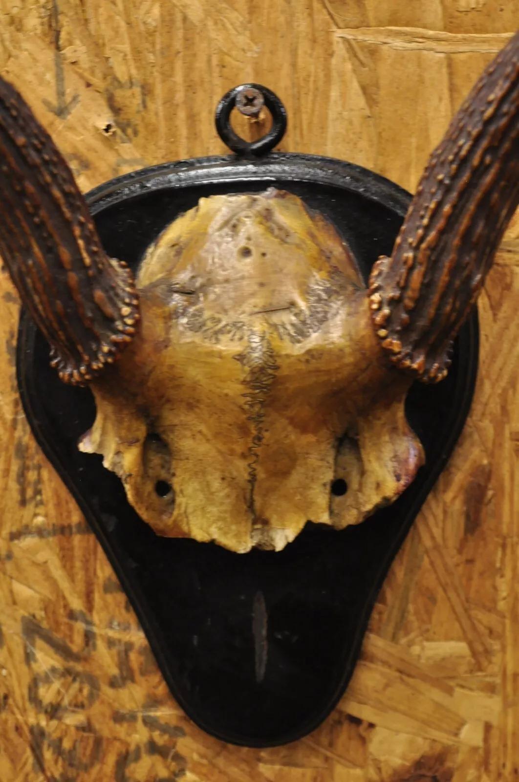 Horn Vintage Whitetail Deer Skull Trophy Wall Mount Antlers Taxidermy Mancave Decor