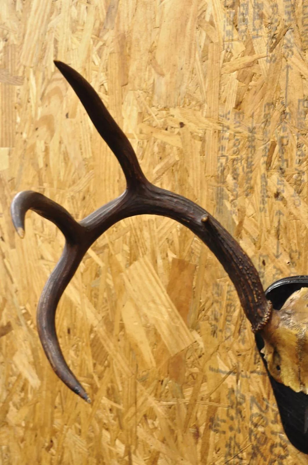 Vintage Whitetail Deer Skull Trophy Wall Mount Antlers Taxidermy Mancave Decor 2