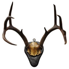 Vintage Whitetail Deer Skull Trophy Wall Mount Antlers Taxidermy Mancave Decor