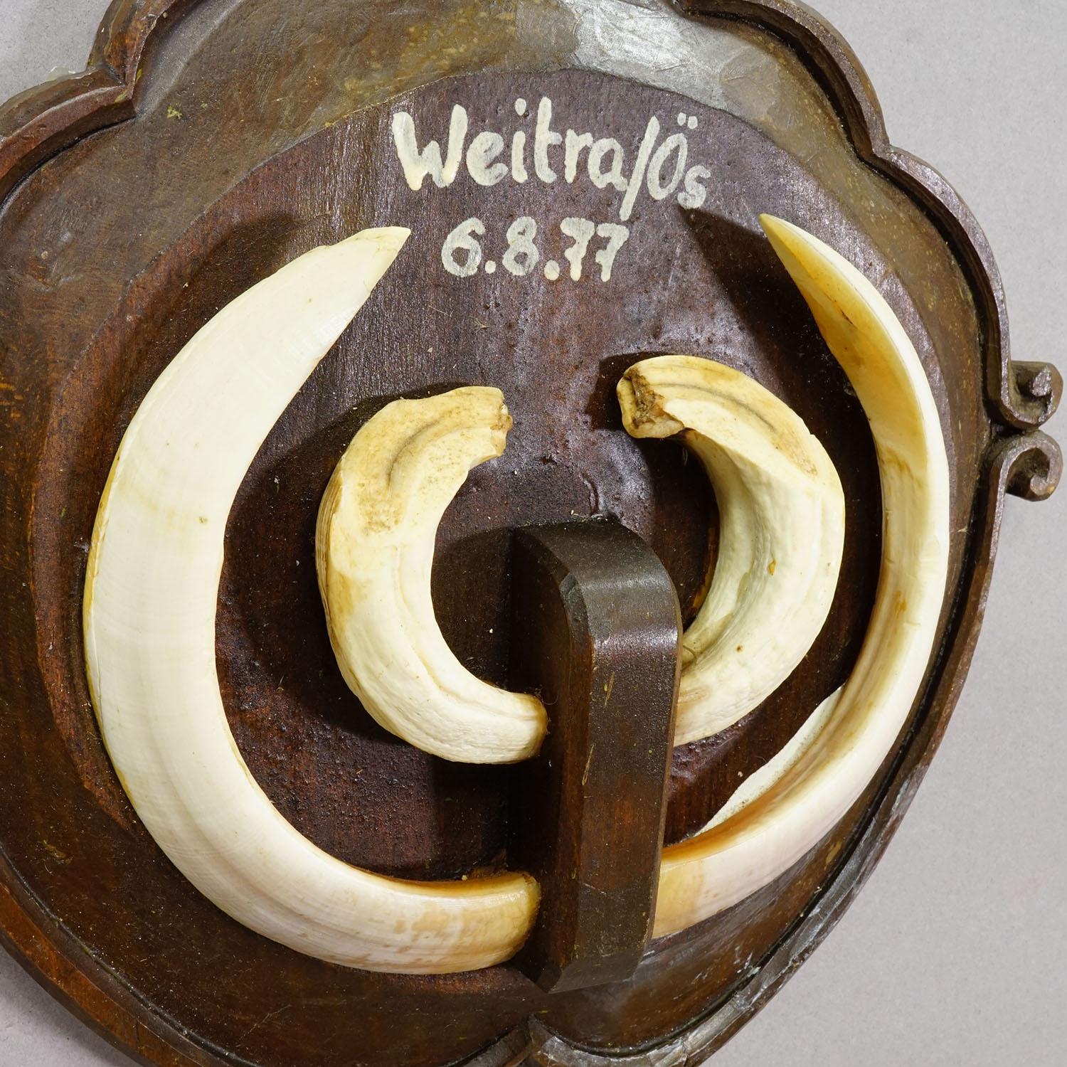 Vintage Wildschweinzahn-Trophäe auf Holztafel, Österreich 1977

Eine Trophäe vom Schwarzwälder Wildschwein (Sus scrofa) auf einer geschnitzten Holztafel. Die Gedenktafel trägt eine handschriftliche Inschrift. Das Wildschwein wurde 1977 in Österreich