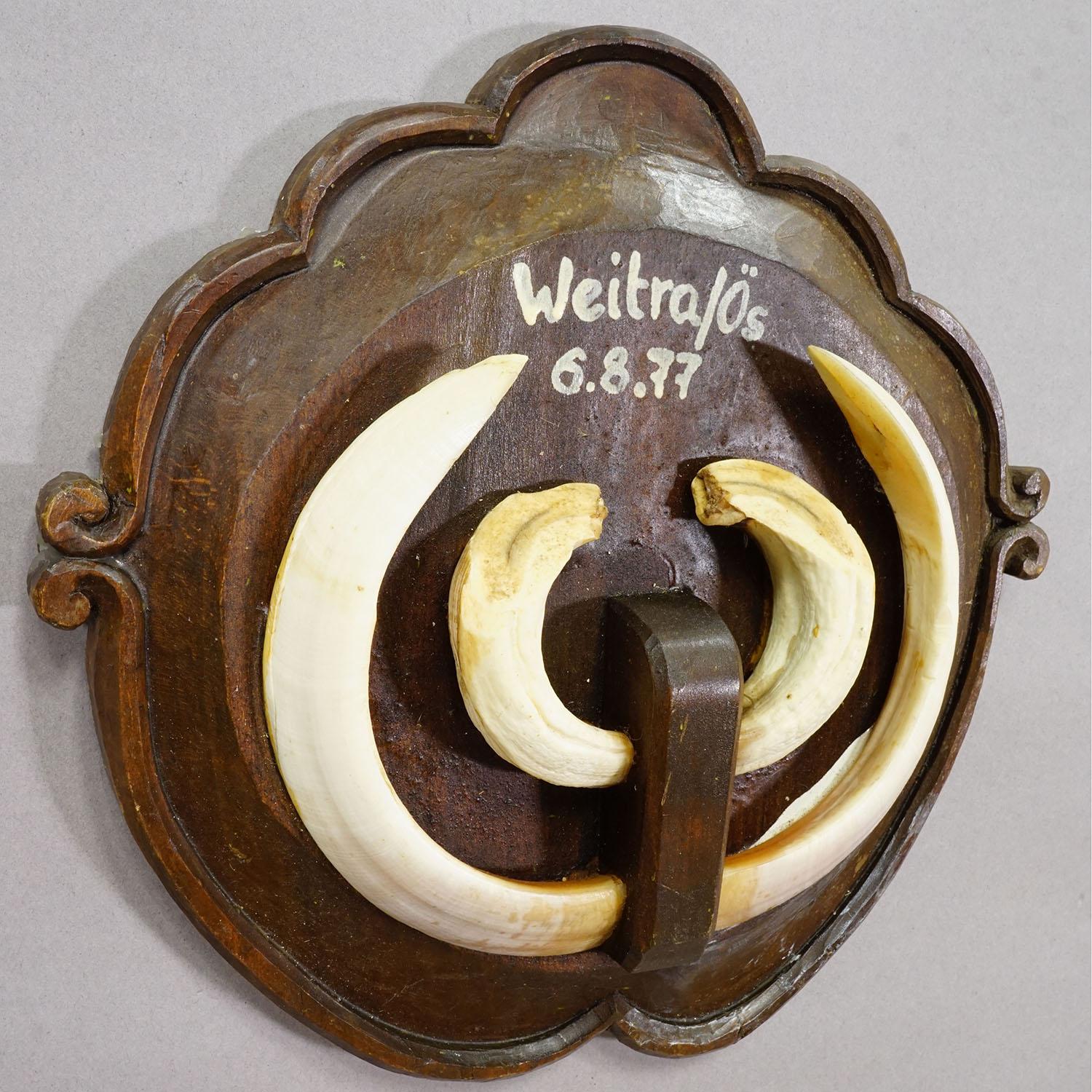 Vintage Wildschweinzahn-Trophäe auf Holztafel, Österreich 1977 (Deutsch) im Angebot