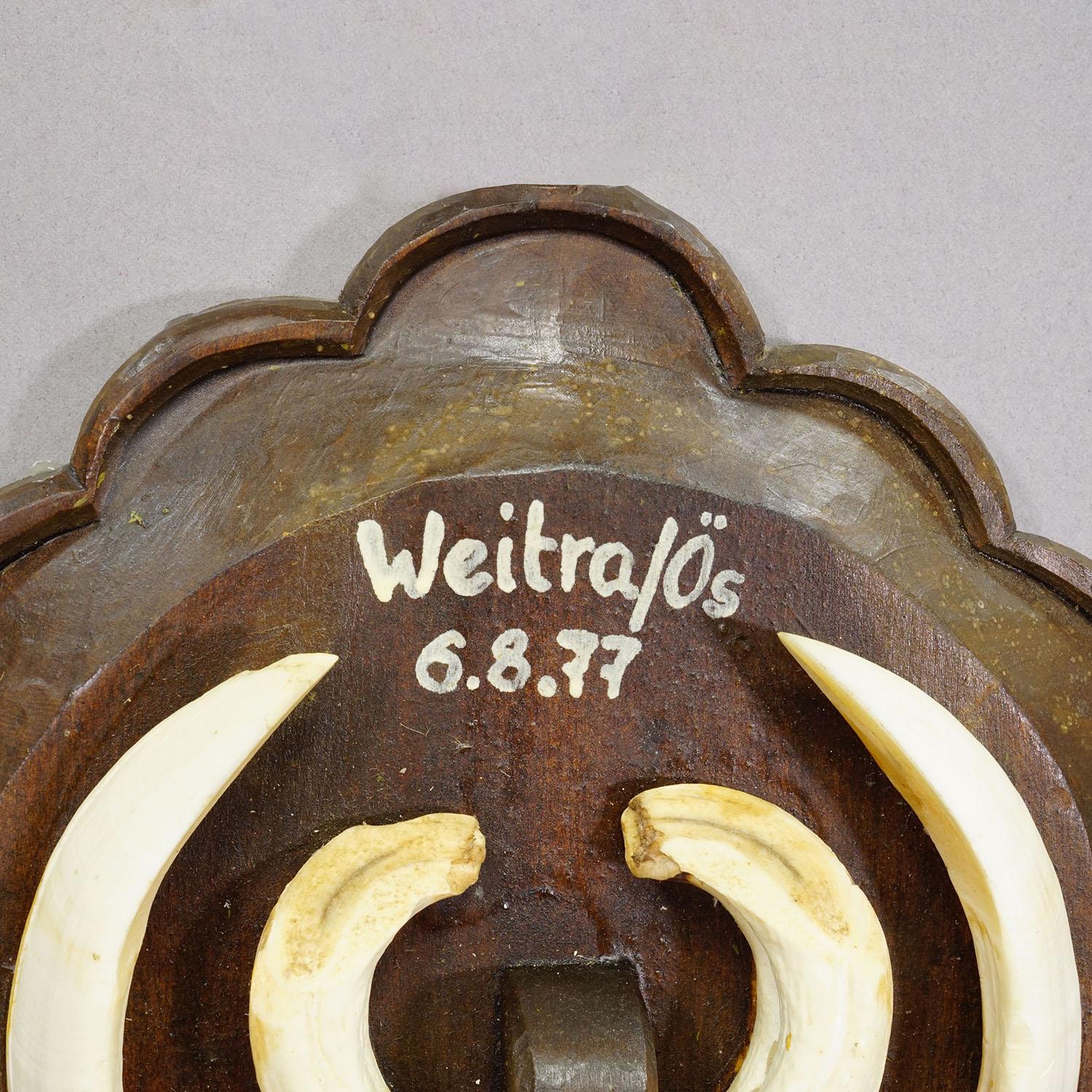 Vintage Wildschweinzahn-Trophäe auf Holztafel, Österreich 1977 im Zustand „Gut“ im Angebot in Berghuelen, DE