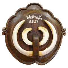 Vintage Wild Boar Teeth Trophy on Wooden Plaque, Austria 1977